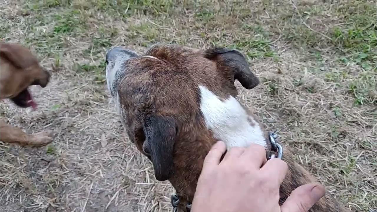 Two Dogs, a Bloke and a Yarn. YouTube