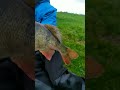 GUNKI POWER #fishing #fish #happy #like #new#bigperch #perch#crankbait #lovefishing#fishinglife