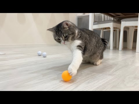 いつも転がしてるボールを床に固定してみたら猫の反応がかわいすぎたwww