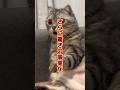 猫ミームで有名なこの猫の更に衝撃の事実が隠されていた…#猫ミーム#元ネタ#猫meme #memes #豆知識 #フレーメン反応 #じゃなかった