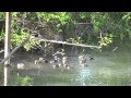 23 Wood Duck Babies jump from box.