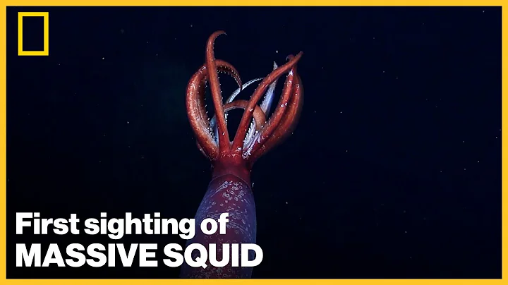 First live sighting of massive Antarctic squid caught on camera by Nat Geo