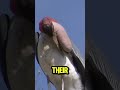 The Marabou Stork: The Bird Uses Fire to Hunt #shorts  #animals