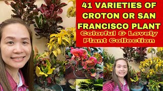 41 Varieties Of Croton Or San Francisco Plant Rare & Common Croton Varieties