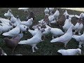 незапланированые полеты бакинские голуби
