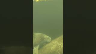 Manatees at Seven Sisters Springs