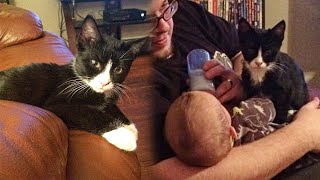 Man Saves Stray Kitten And It Becomes Best Friends With His Son by BazPaws 6,318 views 3 weeks ago 2 minutes, 1 second