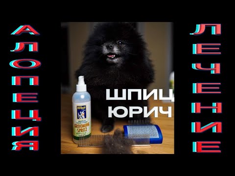 АЛОПЕЦИЯ Х. Лечу шпица СЕКРЕТНОЙ методикой!!!