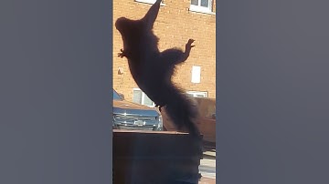 Squirrels attack