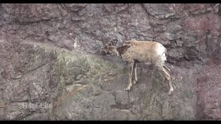 2020, Bighorn Sheep Navigating Canyon Wall Above Murray Creek, Spences Bridge, Bc