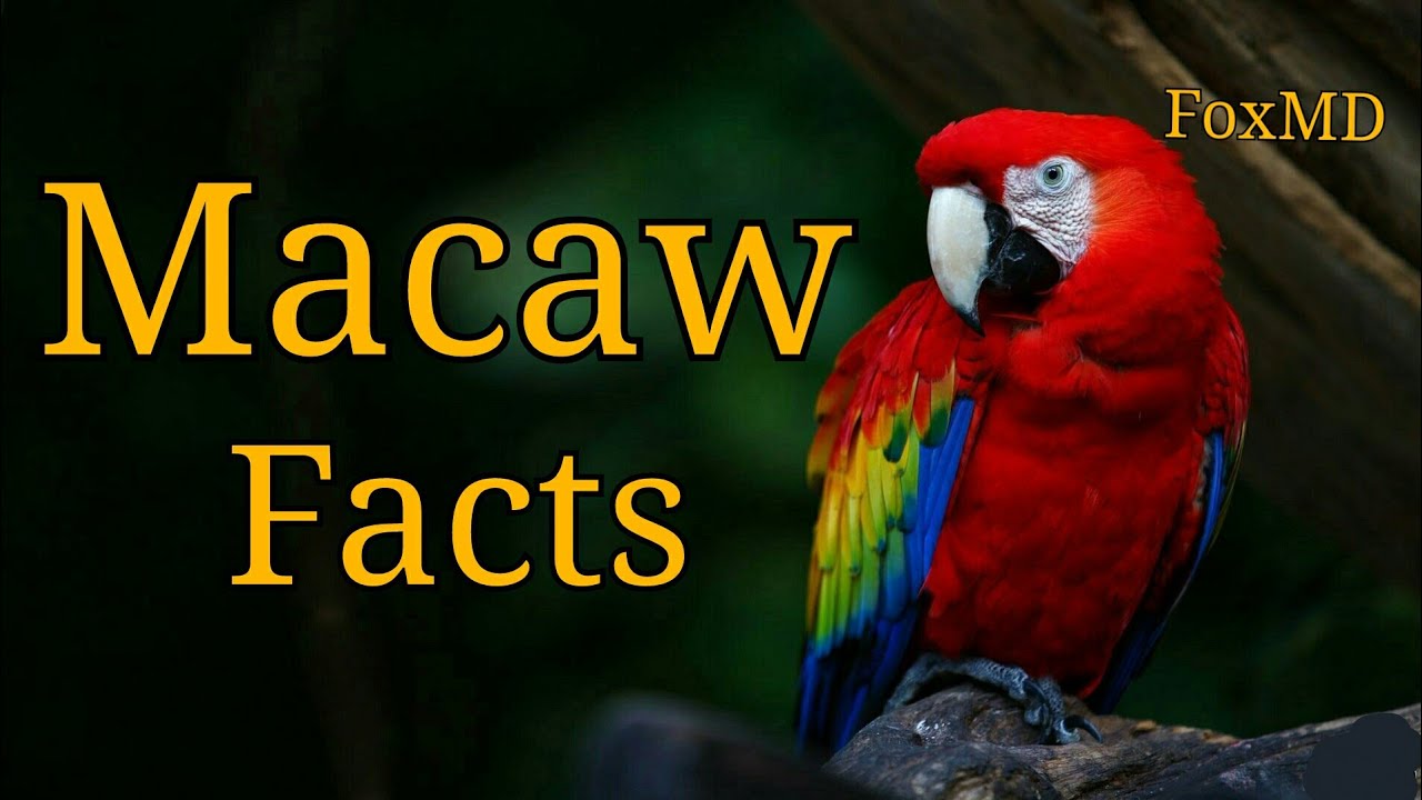 Macaw Facts | Things To Know About Macaw Parrots