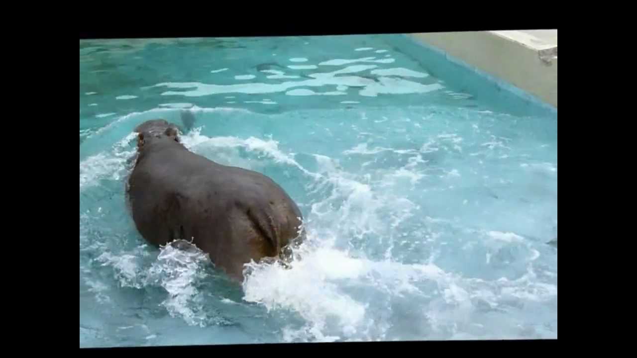 東武動物公園カバ_プールの入り方(ダッシュ編) YouTube 東武動物公園カバ_プールの入り方(ダッシュ編) YouTube