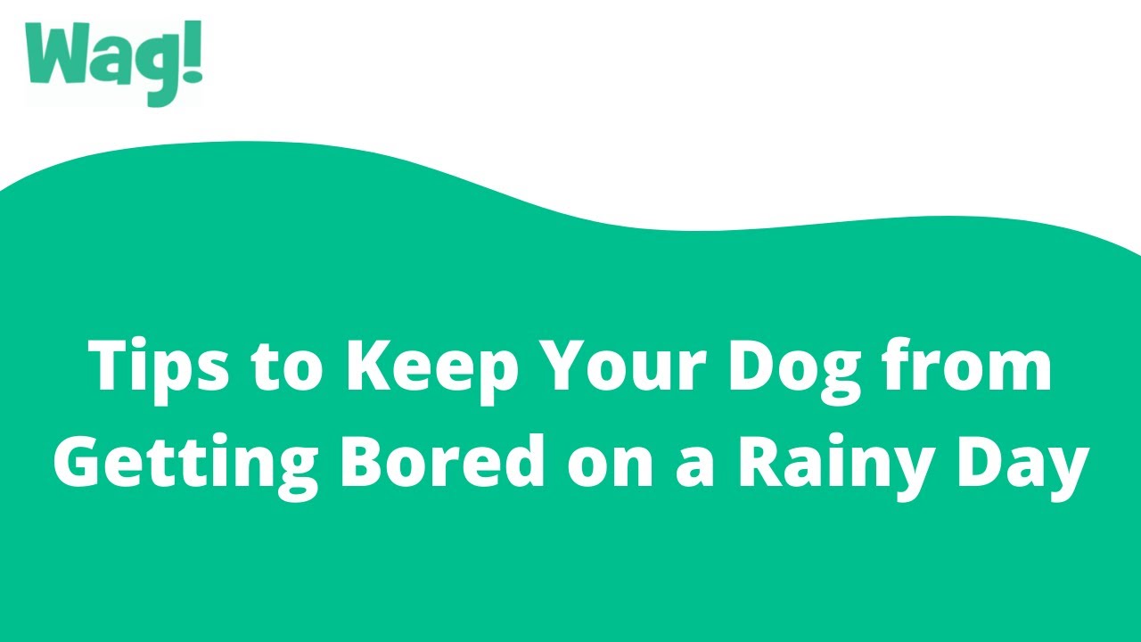 How to Keep Your Dog from Getting Bored