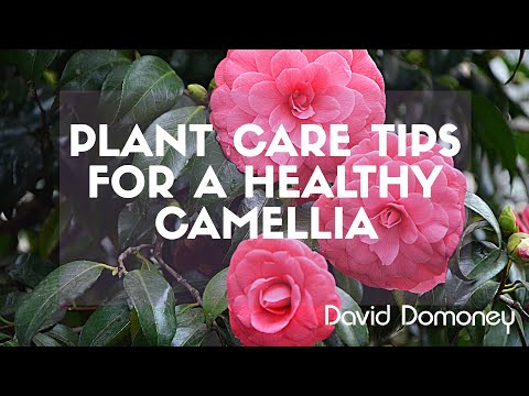 Video: Camellia flower: how to properly care for at home