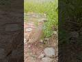 Teetar Ki Ultra Clear Natural Awaaz | Gray Francolin#teetarvoice #grayfrancolin #birds #nature #wild
