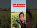 मेरी असली दौलत 💵😍😀Gehu ke khet me sichai 🌾 #shorts