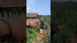 Keidahan Mu Sungguh Tiada Bnding pemandangan
