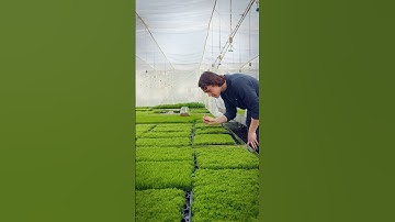 Moss terrarium in a moss tent #aquariumplants