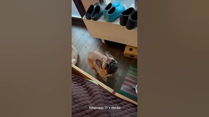 Watch the video about A British Shorthair Cat is still Afraid of Dog