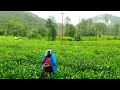 Tea Garden | Ghorakhal | Nainital