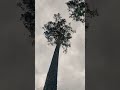 Валка дерева Винтовым клином #lesorub #stihl #КВМ-1
