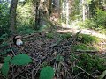 grzyby 2020 Borowiki Nowa miejscówka i pełny kosz. mushrooms  Белый гриб Beskid Niski