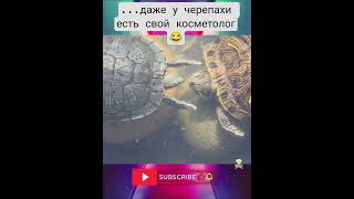черепаший косметолог #косметолог #веселыевидео #смешновидео #черепахи #мем #дуэт #юмор