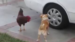 ПЕТУХ ДЕРЕТСЯ С СОБАКОЙ!!! ПЕТУХ ДЕРЕТСЯ С СОБАКОЙ!!!