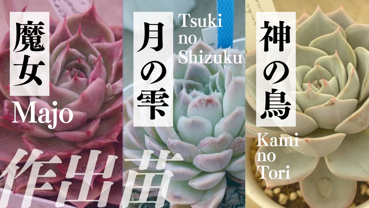 サボテン相談室 羽兼直行】魔女`Majo'登場 羽兼 直行作出種紹介