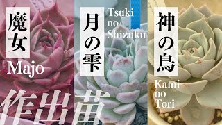 【サボテン相談室 羽兼直行】魔女`Majo'登場 羽兼 直行作出種紹介  《好評企画第2弾 》