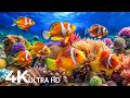 DREAM AQUARIUM 4K - Marine Life, Sea Animals and Coral Reef - Fish Tank Sounds for Deep Sleep #20