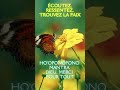 Ho'oponopono Mantra 🌺 Dieu, Merci Pour Tout 🙏 | Gratitude, Paix et Bénédictions #Shorts #hooponopono