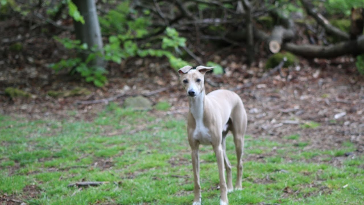 A History of Italian Greyhounds as Lap Dogs YouTube