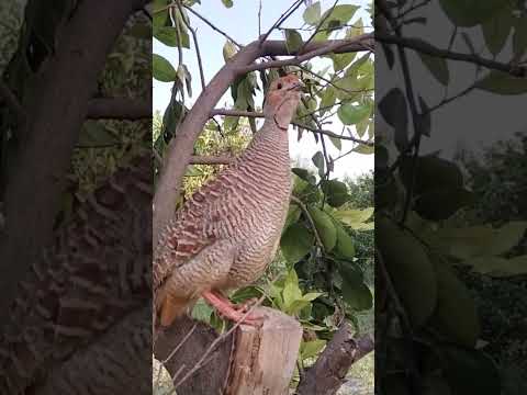جنگل میں تیتر کی بولی گورے تیتر کو سیٹ پر لگانے کا طریقہ