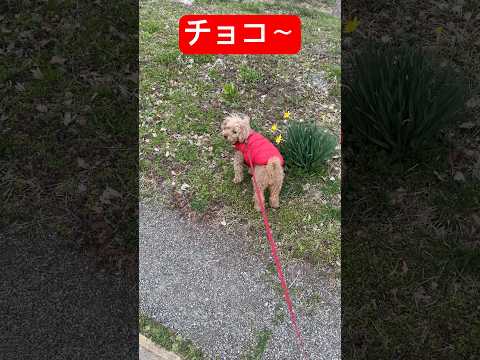 【衝撃映像】トイプーチョコ、健康の森公園で大暴れ！ダッシュ＆チラ見＆マーキング＆蹴りが話題に！#健康の森公園#ダッシュ#チラ見#マーキング#蹴り#トイプードル#犬#お散歩#shorts