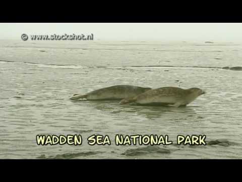 Wadden Sea on UNESCO World Heritage list