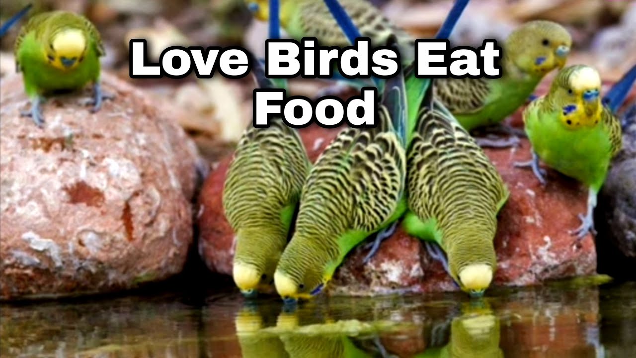Love Birds Eating Food / Samith Bird World YouTube