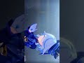 Furina 💧• #focalors #furina #genshinimpact #genshinimpact #viralposts #viral #viralvideo #gameplay