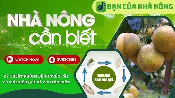 Kỹ Thuật Phòng Bệnh Trên Cây Có Múi Hiệu Quả