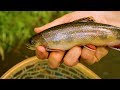 "Our HONEY Hole" - Small Stream Fly Fishing w/ Streamers for Native Brook Trout & Wild Browns