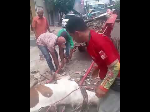 Cavalo que puxava uma carroça não resistiu ao esforço e caiu no chão, nesta quarta-feira (4).