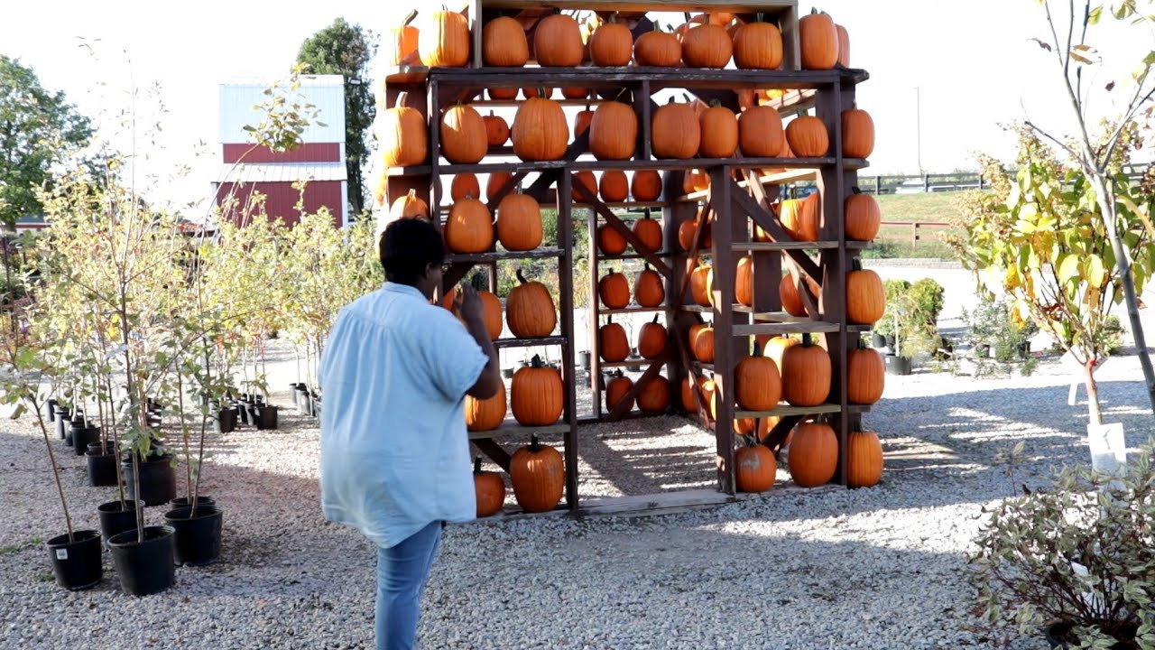 Pumpkin Shopping For Fall 🎃 | Fall Window Box | Garden Queen
