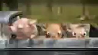 Свиньи едут на машине