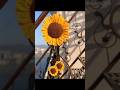 crochet sunflower 🌻#crochet #crochet flower #Tie your curtain with beautiful sunflower 🌻