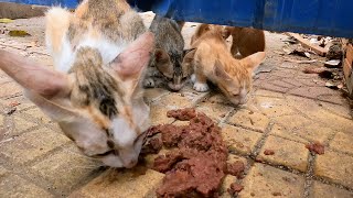 This family cat need food and care so much