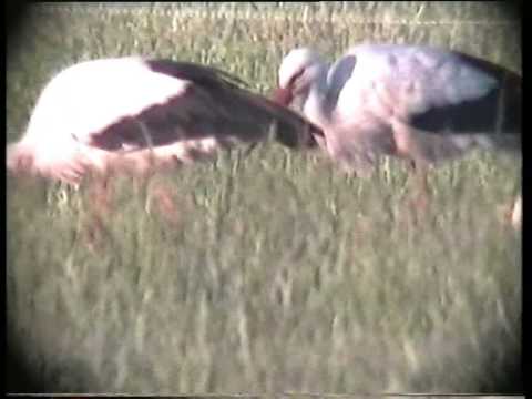 White Stork (Ciconia ciconia) x 3 Sweden 1994 nostalgic ترجمة