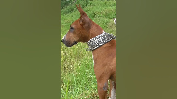 Jagat menunggu babi hutan #shorts #anjing #berburu