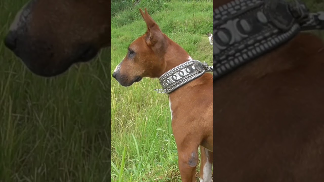 Jagat menunggu babi hutan 