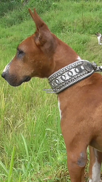 Jagat menunggu babi hutan #shorts #anjing #berburu