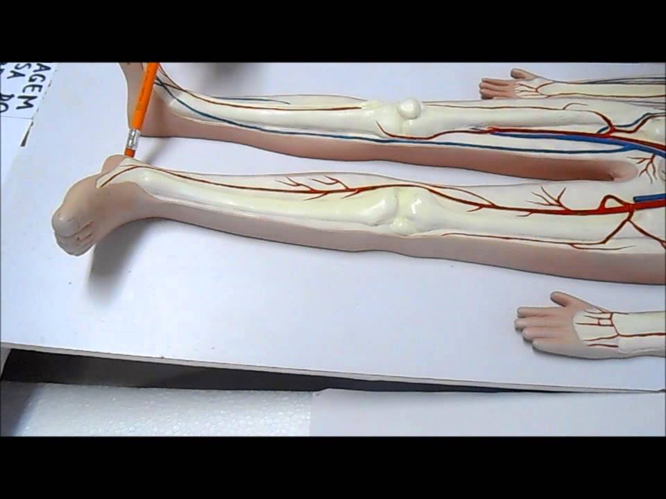 Circulação dos Membros Inferiores – Vídeo aula do Sistema Cardiovascular
